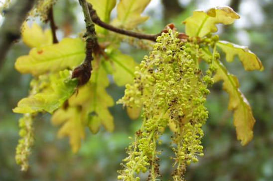 Chêne pédonculé - Quercus robur 