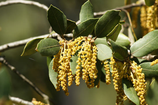 Chêne vert - Quercus ilex 