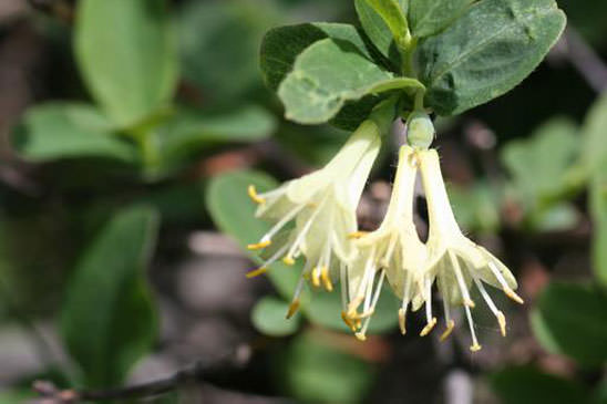 Chèvrefeuille bleu - Lonicera caerulea subsp. caerulea