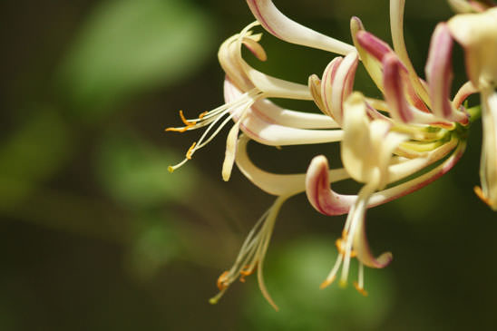 Chèvrefeuille d'Étrurie - Lonicera etrusca 