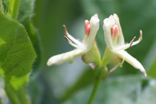 Chèvrefeuille des Alpes - Lonicera alpigena subsp. alpigena