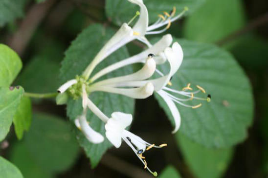 Chèvrefeuille des bois - Lonicera periclymenum subsp. periclymenum