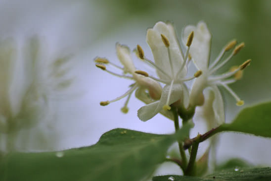 Chèvrefeuille des haies - Lonicera xylosteum 