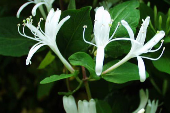 Chèvrefeuille du Japon - Lonicera japonica 