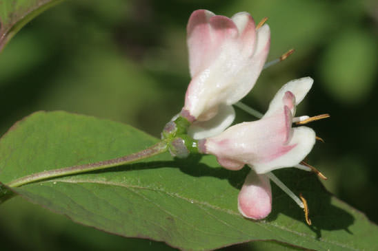 Chèvrefeuille noir - Lonicera nigra 