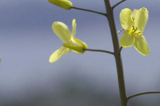 Chou des montagnes - Brassica montana 