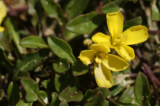 Chou étalé - Brassica repanda subsp. repanda