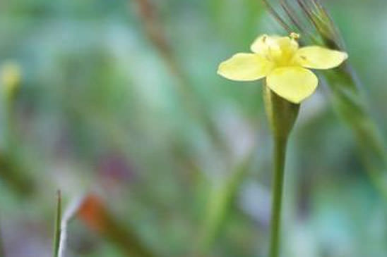 Cicendie filiforme - Cicendia filiformis 