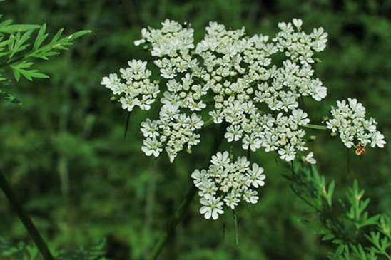 Ciguë des jardins - Aethusa cynapium subsp. cynapium