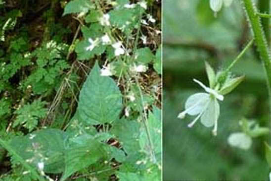 Circée de Paris - Circaea lutetiana 