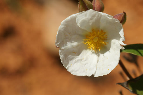 Ciste à feuilles de laurier - Cistus laurifolius subsp. laurifolius