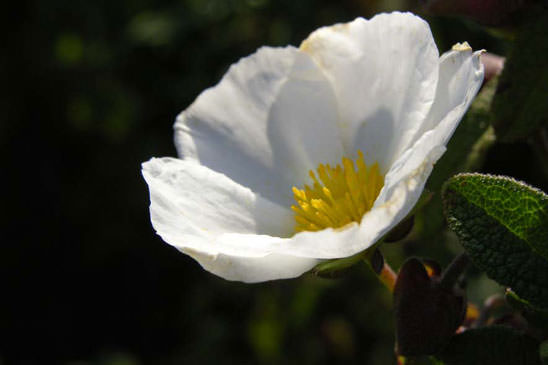 Ciste à feuilles de sauge - Cistus salviifolius 