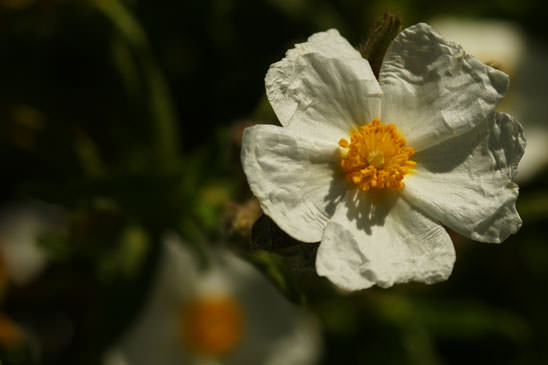 Ciste de Montpellier - Cistus monspeliensis 