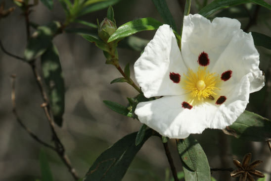 Ciste ladanifère - Cistus ladanifer 