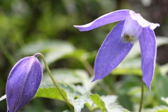 Clématite des Alpes - Clematis alpina subsp. alpina