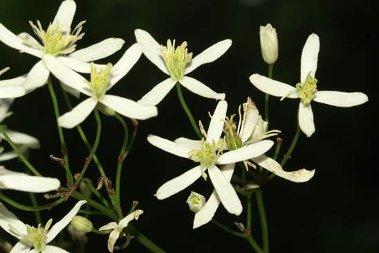 Clématite droite - Clematis recta 