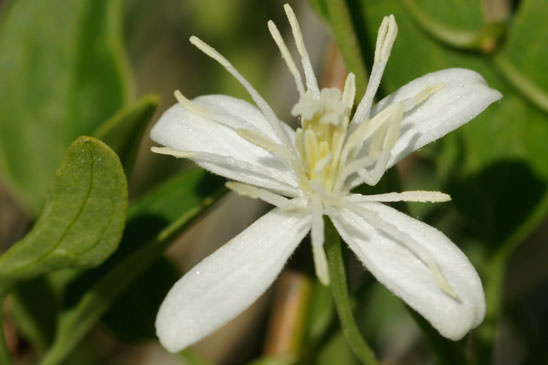 Clématite Flammette - Clematis flammula 