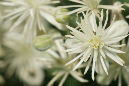 Clématite Vigne-blanche - Clematis vitalba 