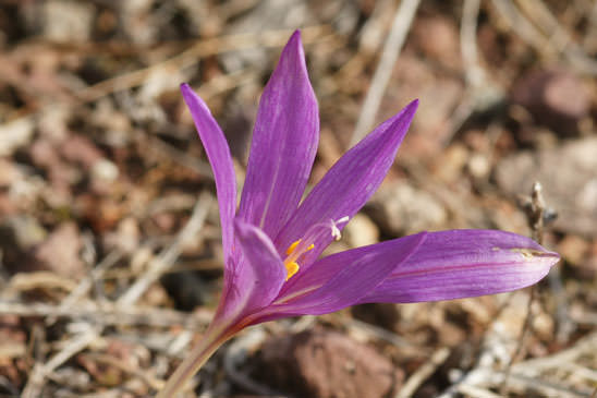 Colchique d'automne - Colchicum autumnale 