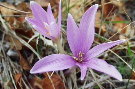 Colchique de Naples - Colchicum longifolium 