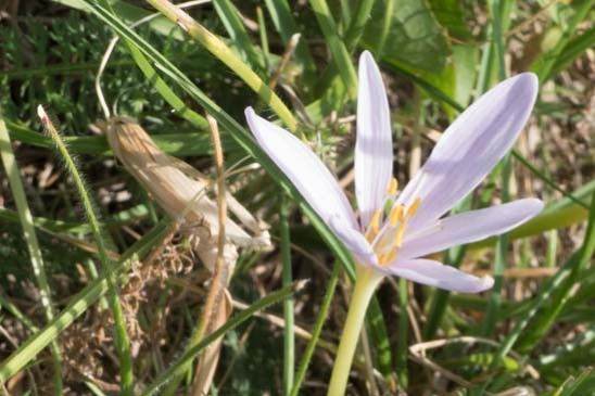 Colchique des Alpes - Colchicum alpinum 