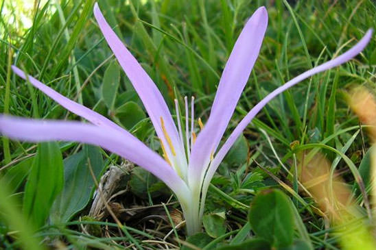 Colchique des Pyrénées - Colchicum montanum 