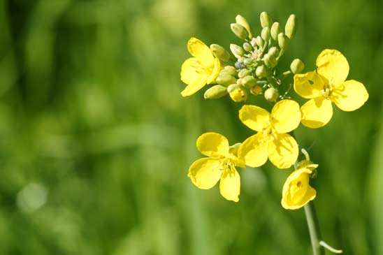 Colza - Brassica napus var. napus