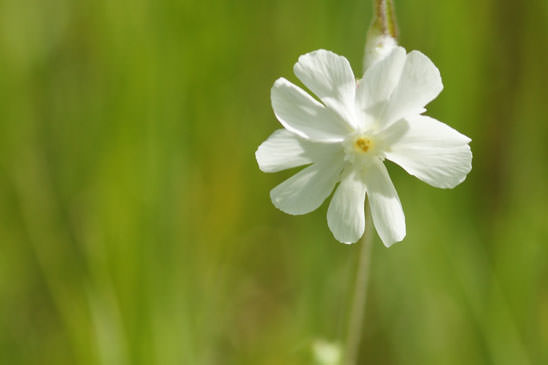 Compagnon blanc - Silene latifolia 