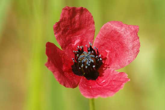 Coquelicot hybride - Papaver hybridum 