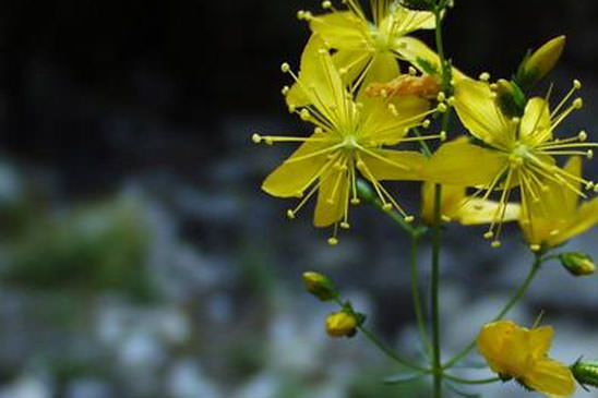 Coris jaune - Hypericum coris 