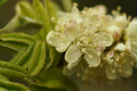 Cormier - Sorbus domestica 