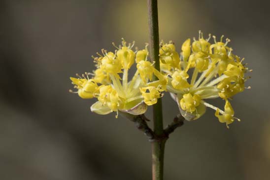 Cornouiller mâle - Cornus mas 