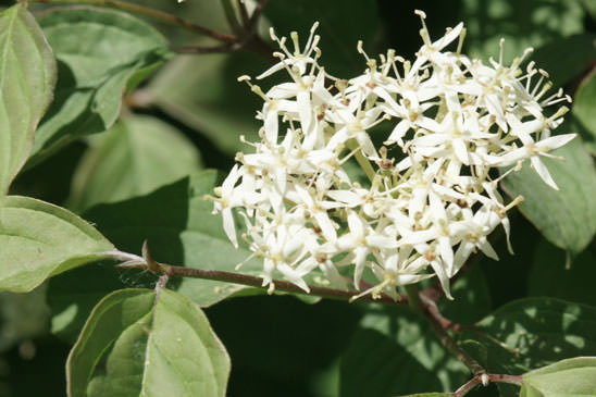 Cornouiller sanguin - Cornus sanguinea subsp. sanguinea