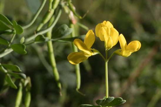 Coronille glauque - Coronilla glauca 