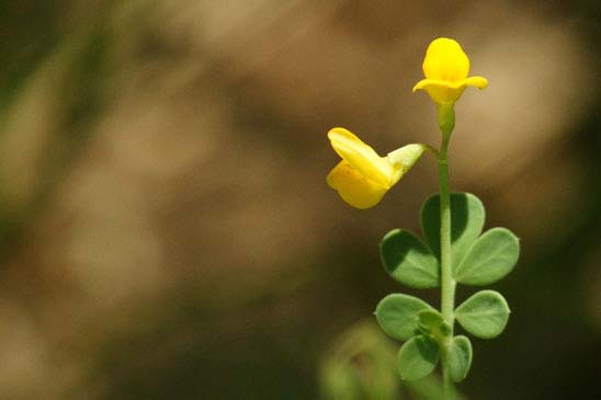 Coronille naine - Coronilla minima subsp. minima