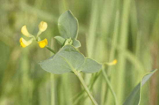 Coronille queue-de-scorpion - Coronilla scorpioides 