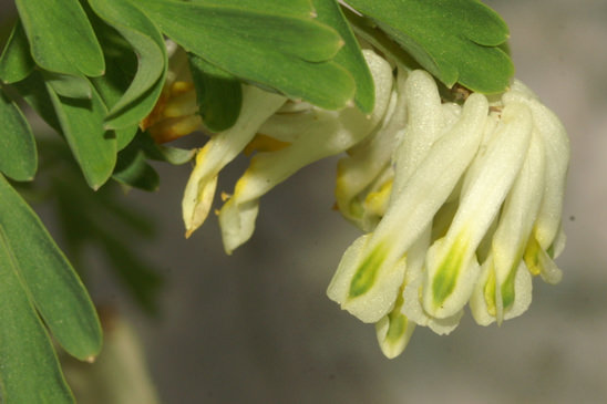 Corydale jaunâtre - Pseudofumaria alba 