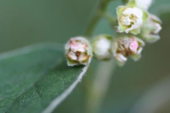 Cotonéaster laineux - Cotoneaster tomentosus 