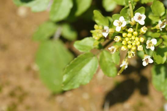 Cresson de fontaine - Nasturtium officinale 