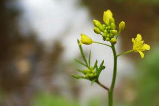 Cresson des bois - Rorippa sylvestris 