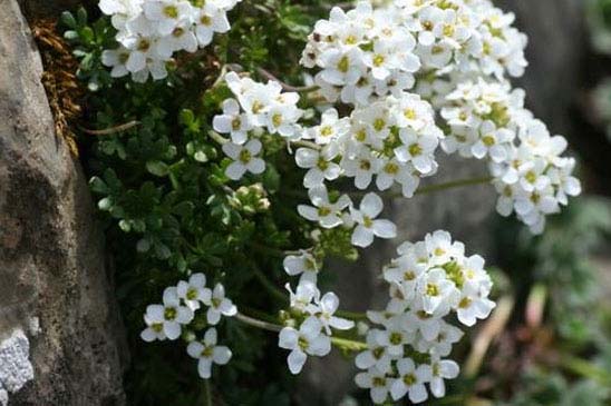 Cresson des chamois - Hornungia alpina 