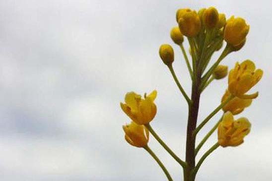 Cresson rude - Sisymbrella aspera subsp. aspera