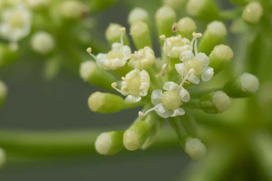 Criste marine - Crithmum maritimum 