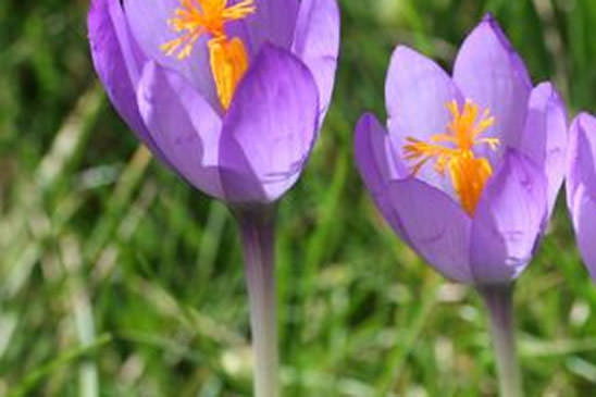 Crocus à fleurs nues - Crocus nudiflorus 