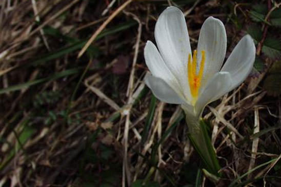 Crocus blanc - Crocus neapolitanus 