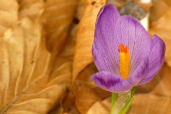 Crocus de printemps - Crocus vernus 