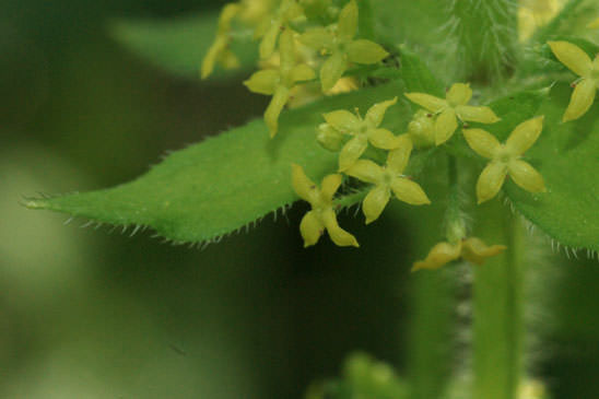 Croisette commune - Cruciata laevipes 