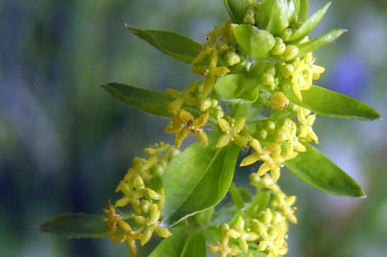 Croisette de printemps - Cruciata glabra 