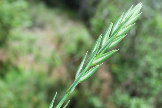 Crucianelle à feuilles étroites - Crucianella angustifolia 