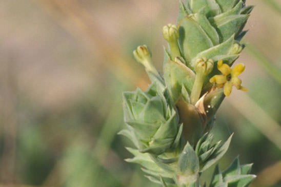 Crucianelle maritime - Crucianella maritima 